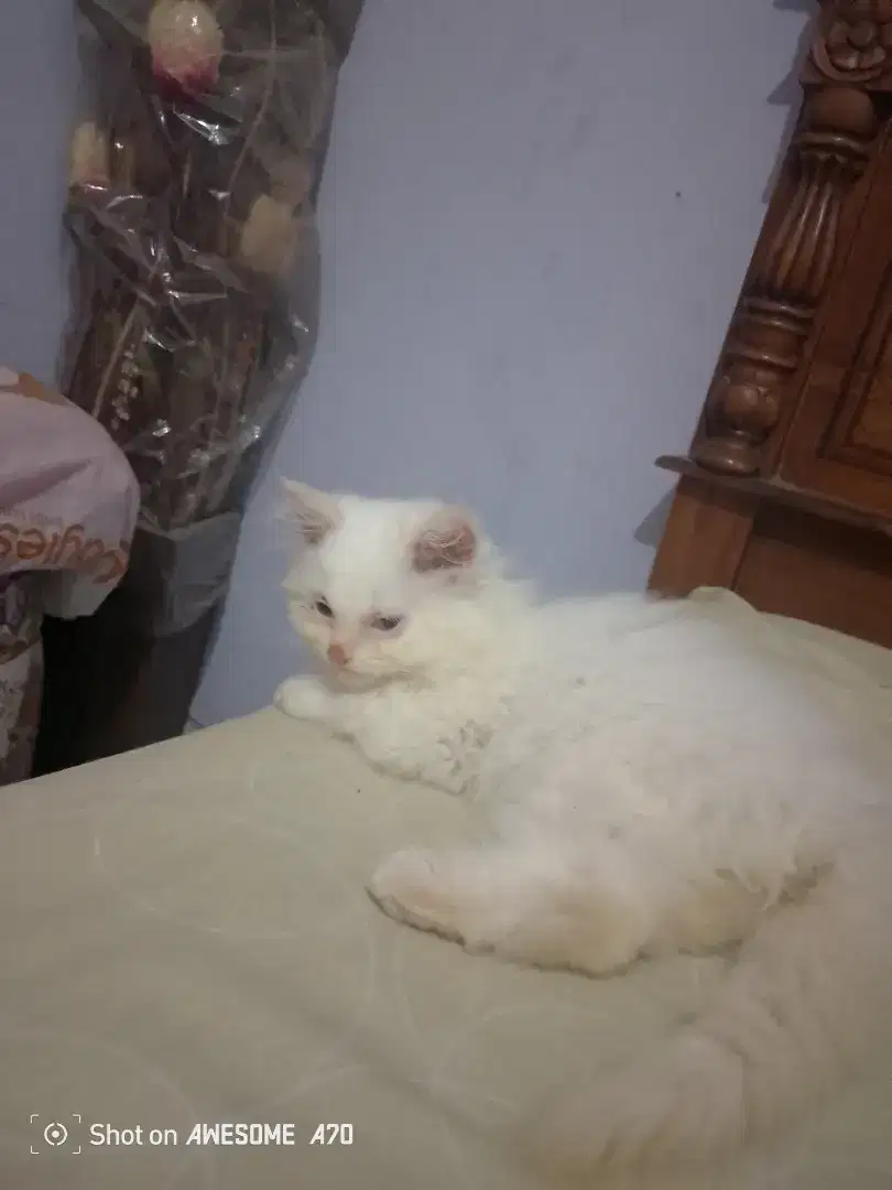 Lepas adopsi anak kucing Persia campur Himalaya usia 3 bulan