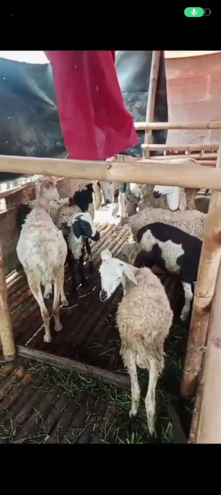 Jual Kambing & Domba 16 Ekor Murah