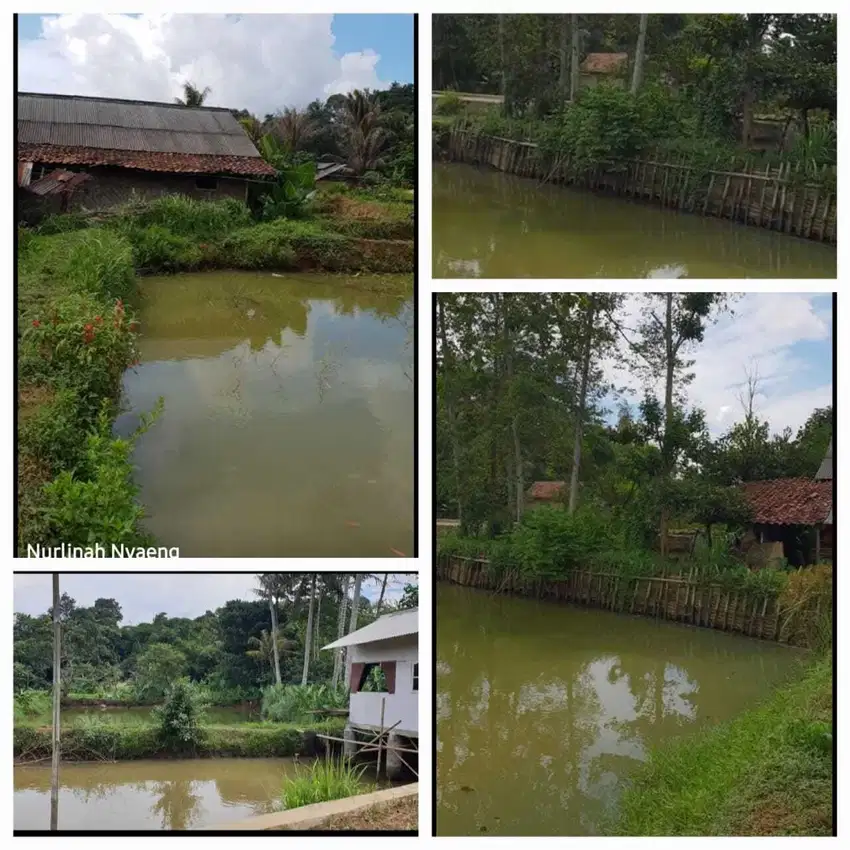 DIJUAL KOLAM IKAN DAERAH COGREG CISEENG BOGOR LUAS 1.600 M2