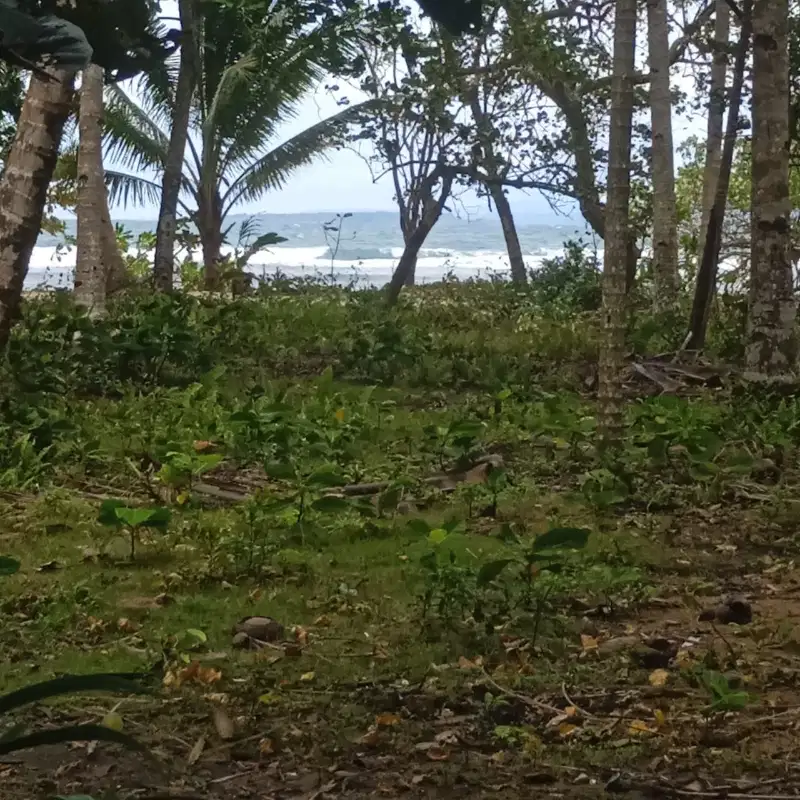 tanah pinggir pantai dekat labuhan jukung krui