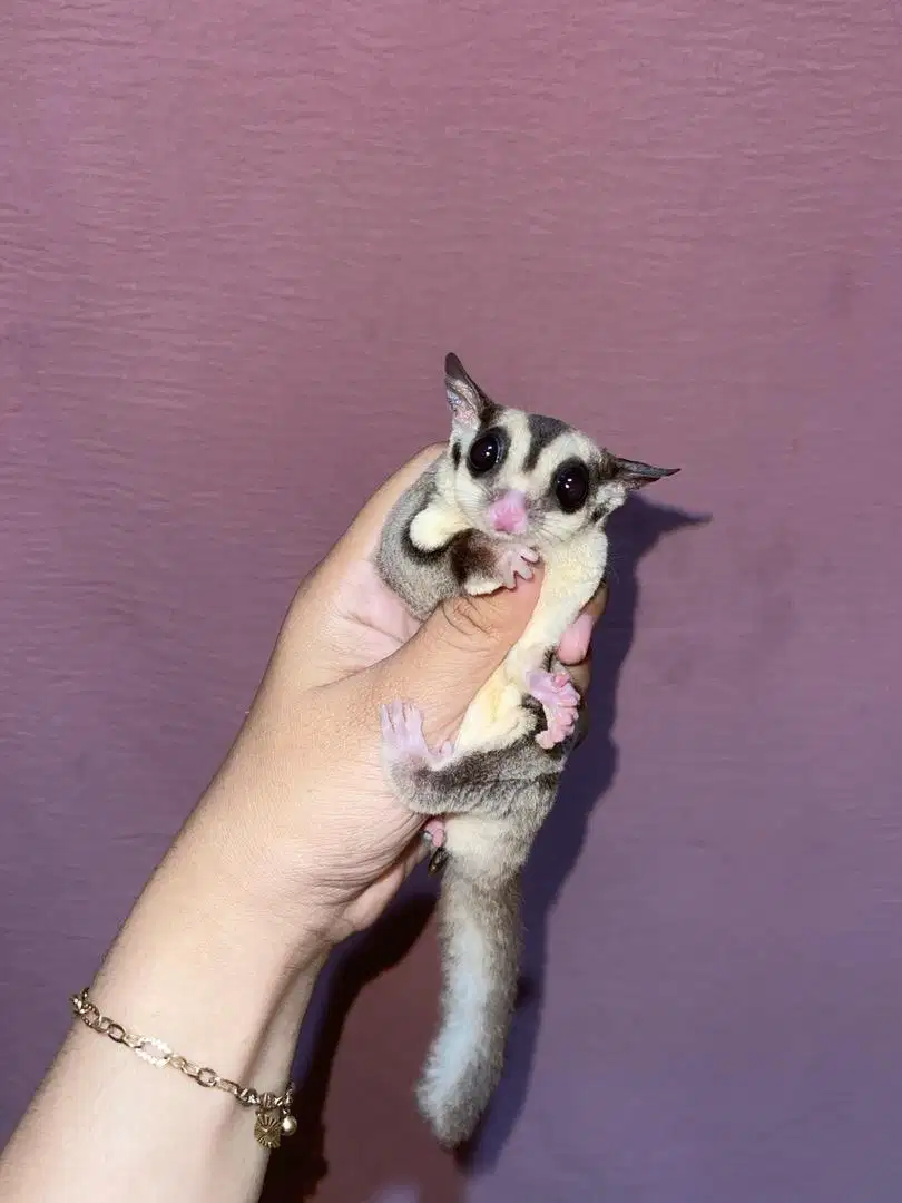 sugar glider clasic grey dan leucistic