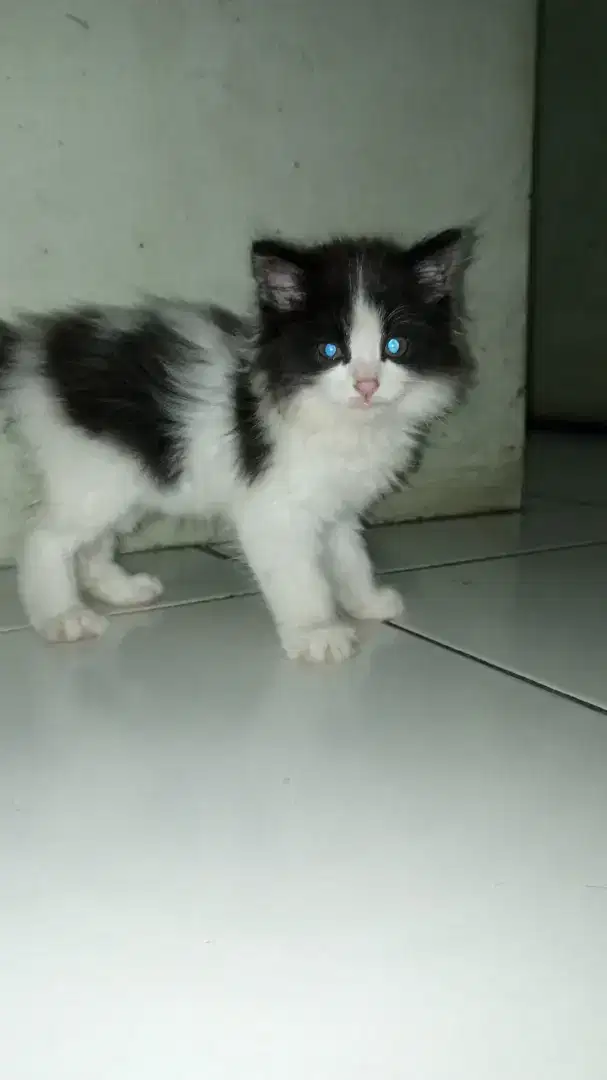 KUCING KITTEN ANGGORA HITAM PUTIH JANTAN