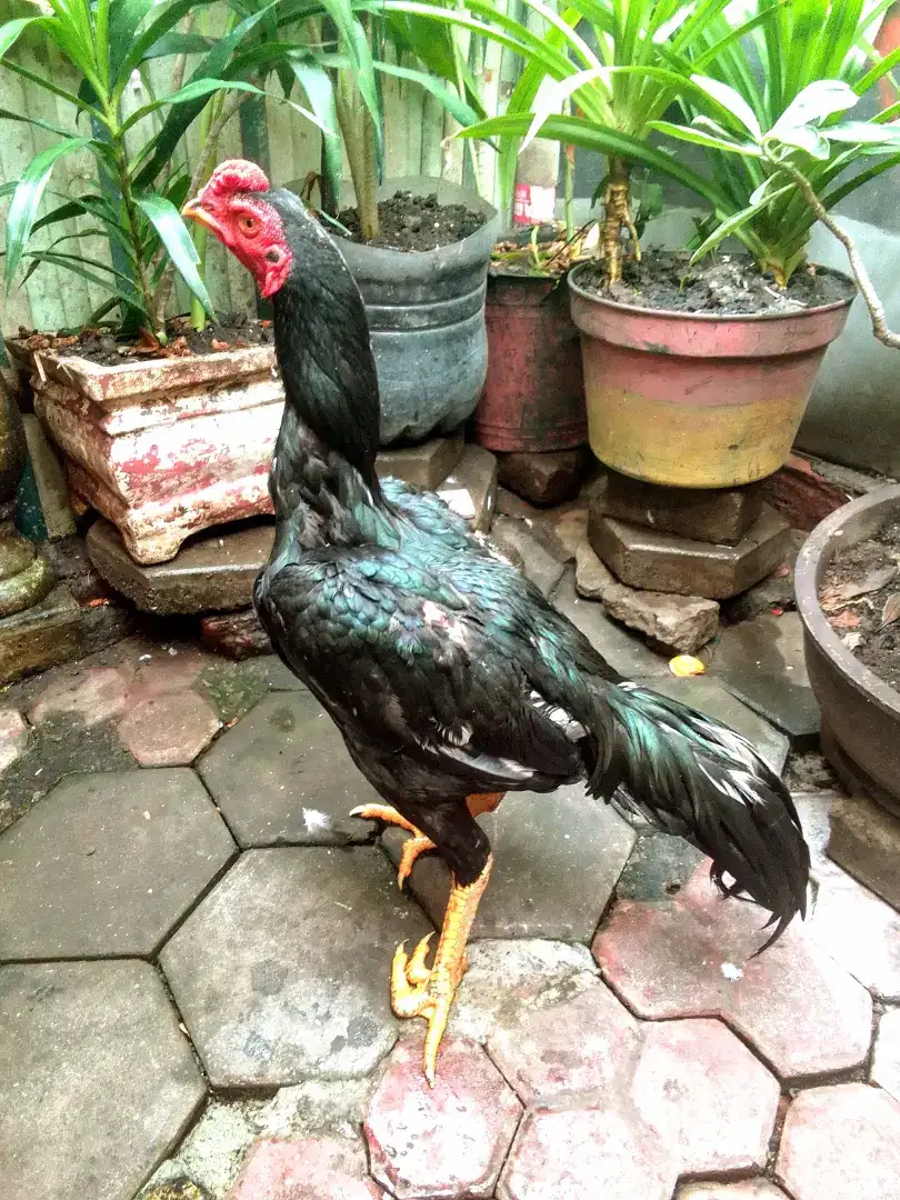 Ayam muda Tulangan tebal, dasar pukul jg bagus saat Abar sama babon