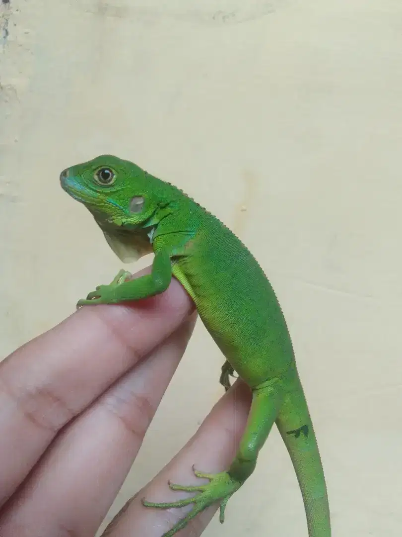 Iguana colom baby