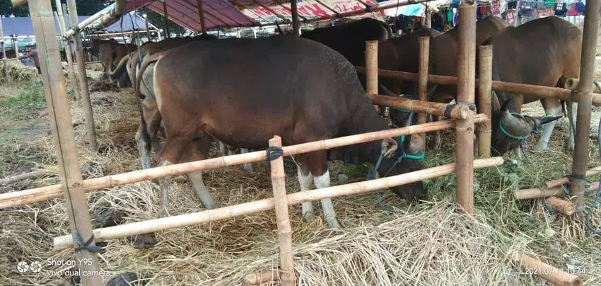 nabung 4,2jt/bln 5x sapi bali qurban 300kilo siap kurban 2025 rawatan