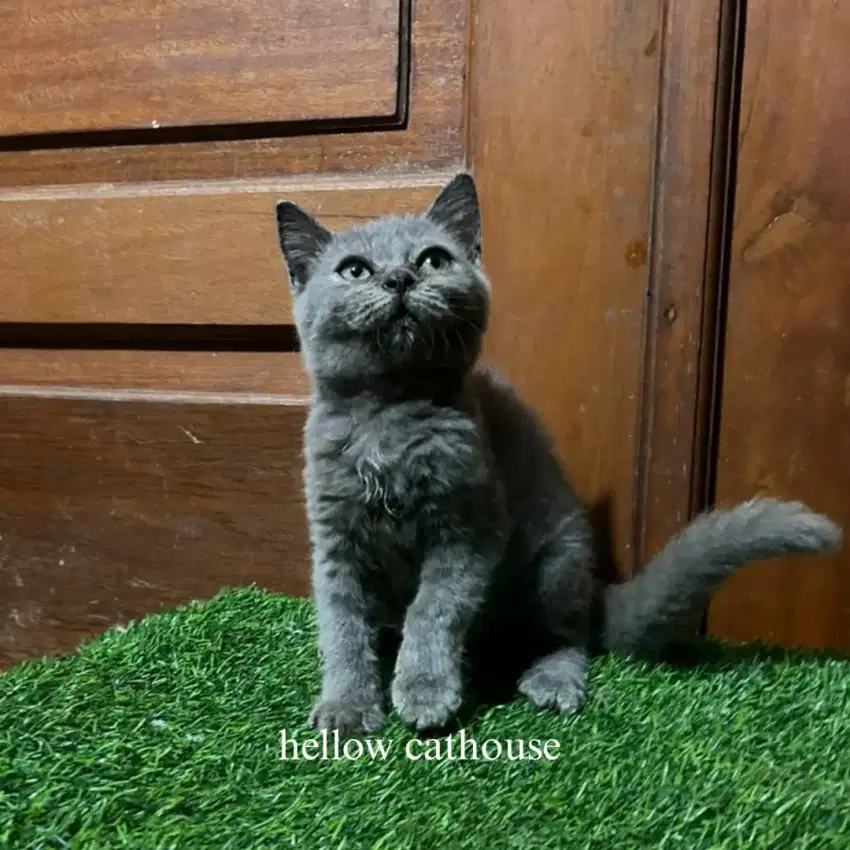 Kucing kitten British Shorthair betina 2.5 bulan