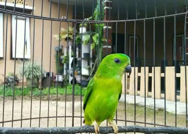 Lovebird Melayu Prospekan