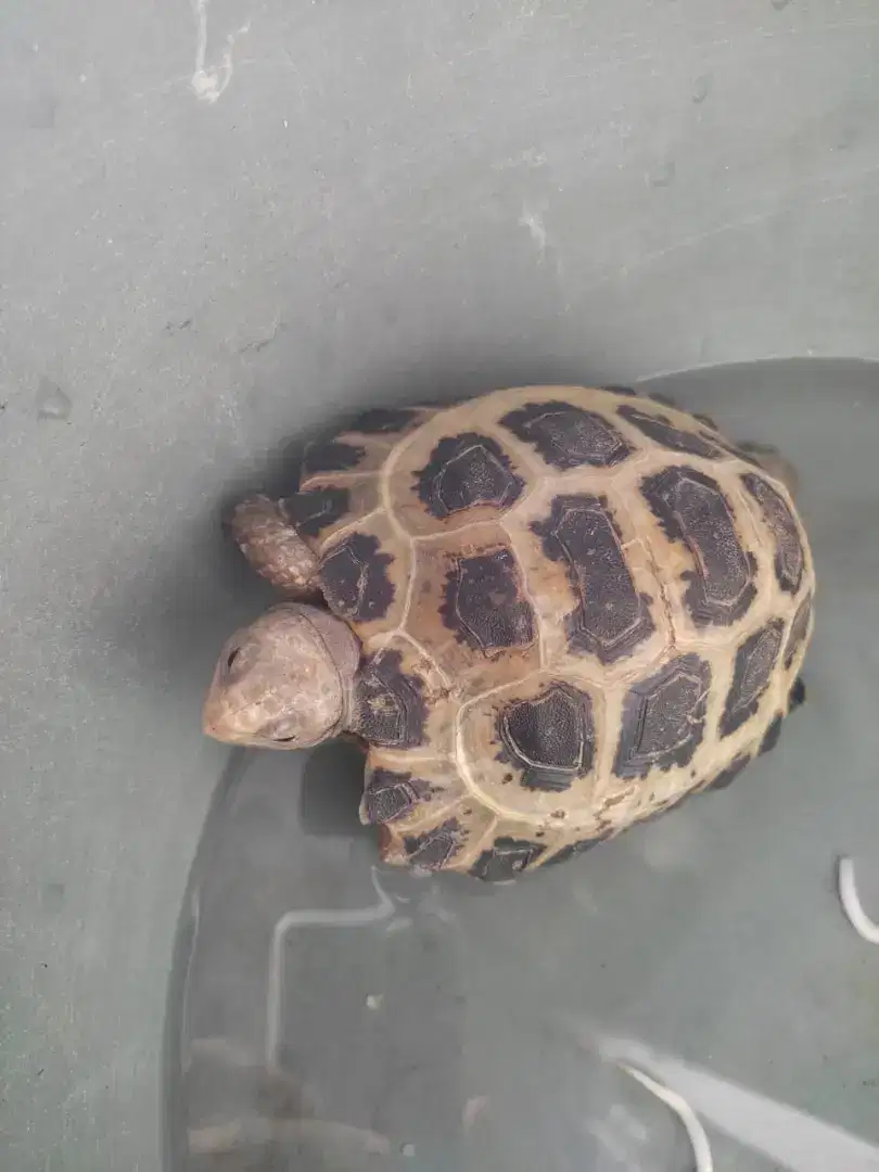 Kura kura darat russian tortois, Jual Cepat saja