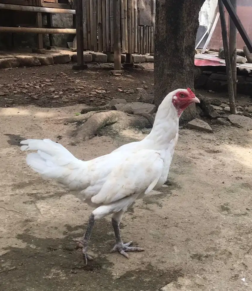 Ayam Telor Biru, silangan Bangkok, Pelung dan ketawa.