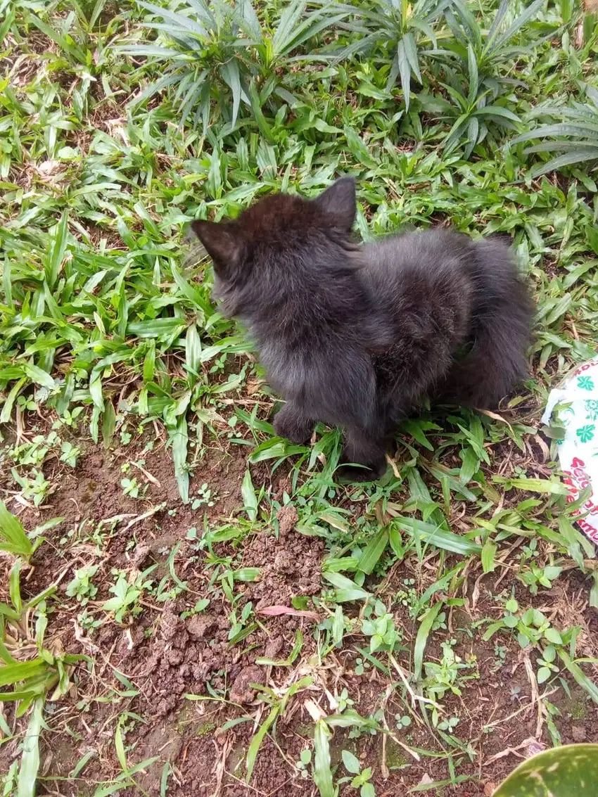 Kitten Persia medium jantan 3 bln