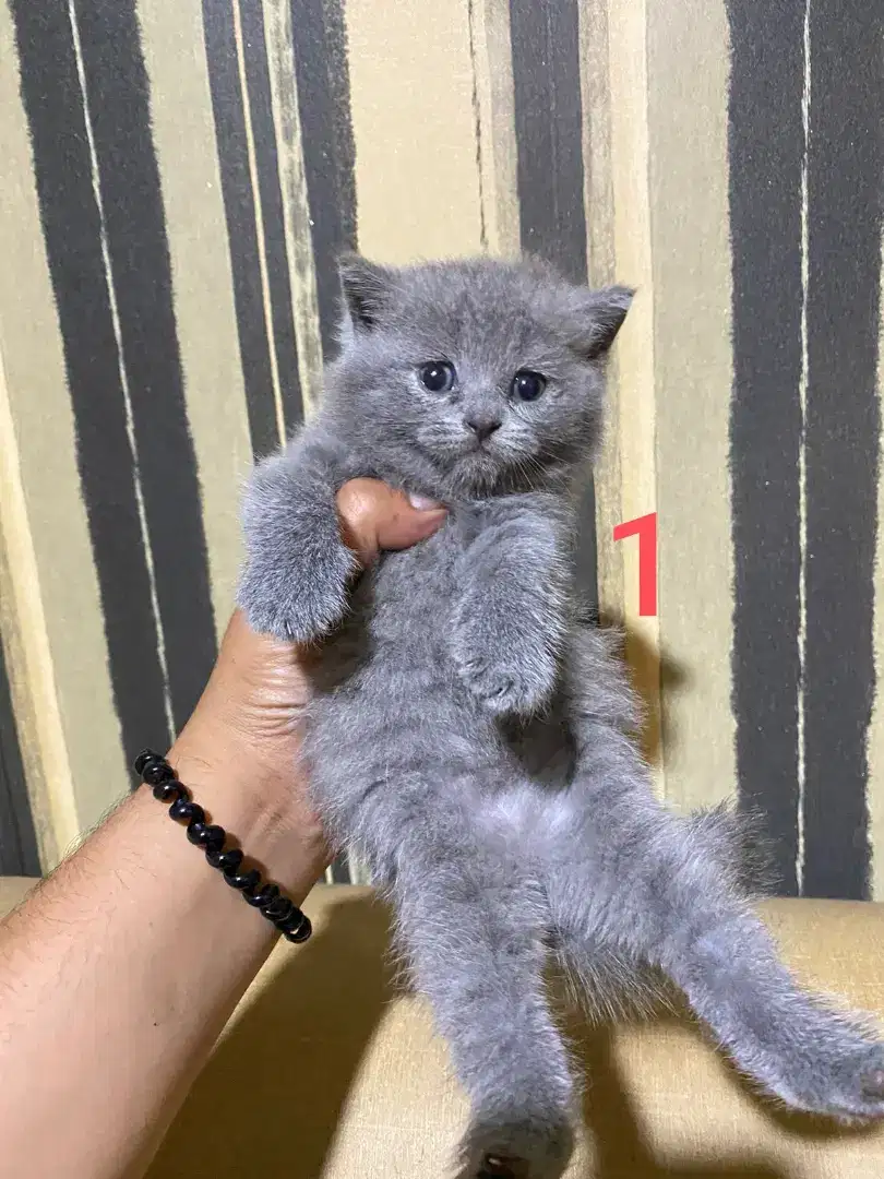 7 ekor Kitten British Shorthair & Scottish Fold