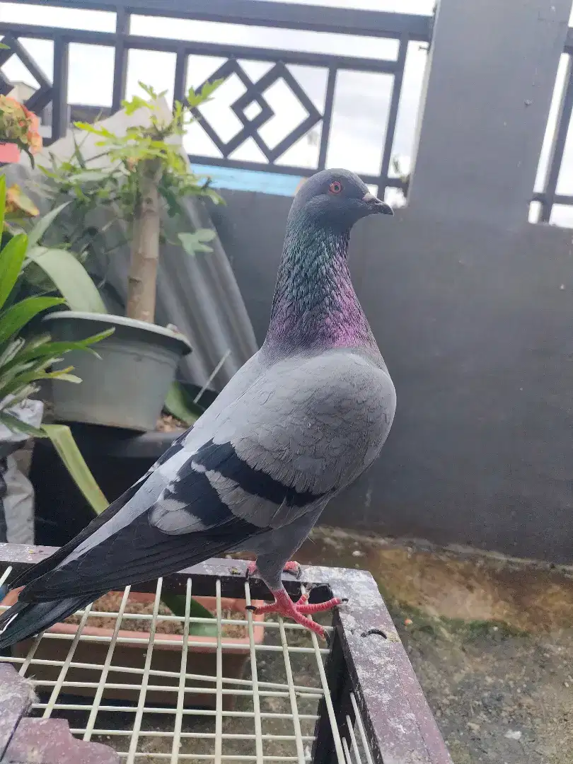 Burung merpati balap