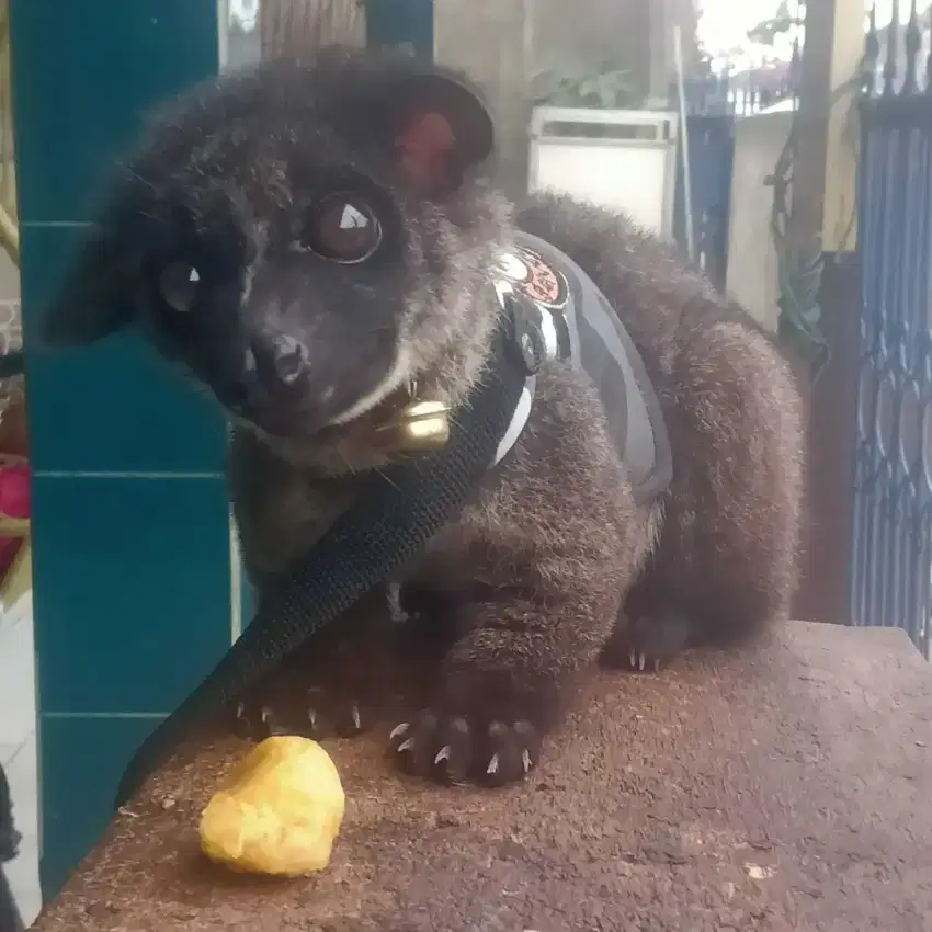 Musang akar jantan dan muspan betino jinak