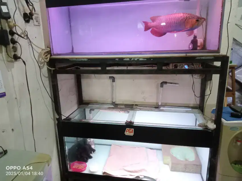 Aquarium beserta rak besi