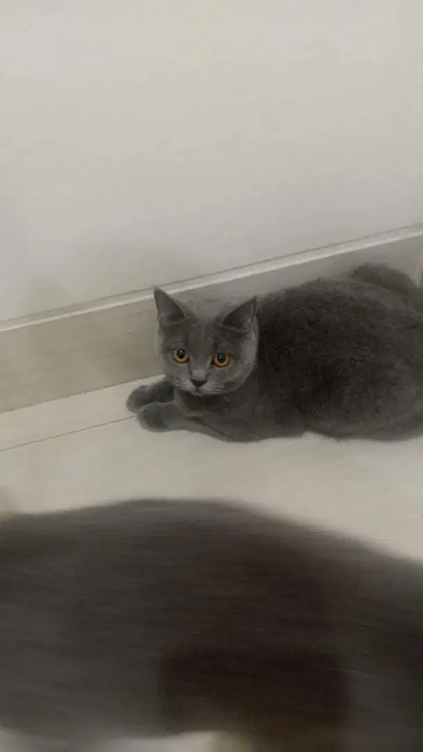 Kucing british shorthair (bsh) betina