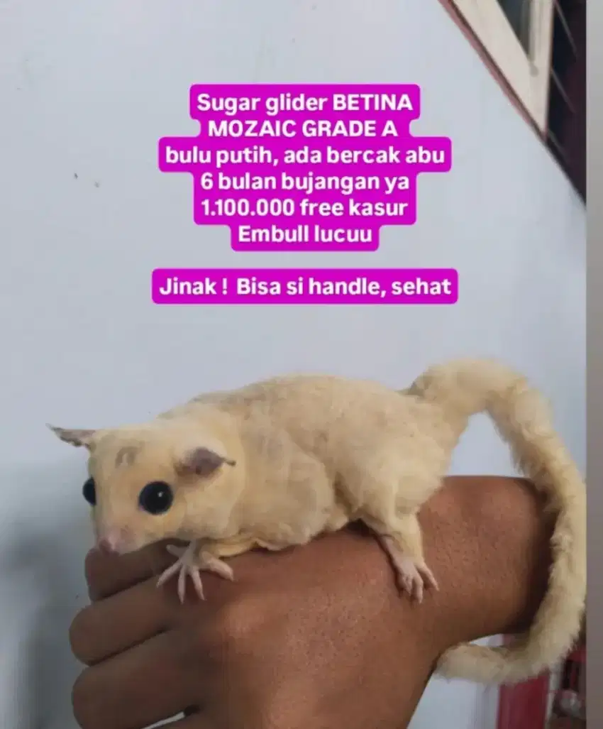 Sugar glider betina mozaik sg grade A abu putih marmut