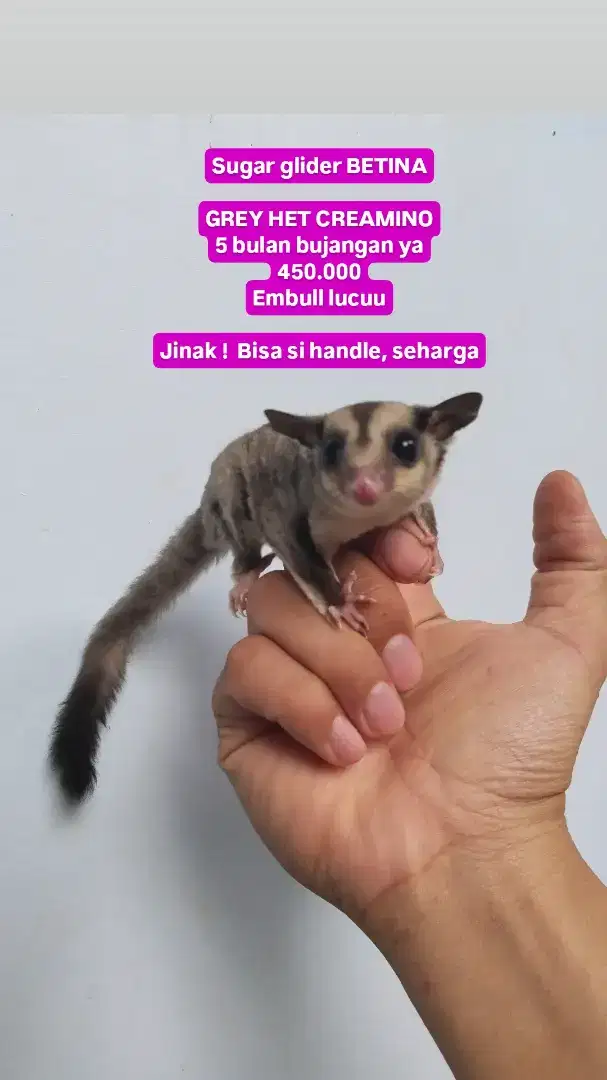 Sg betina grey het leucistic sugar glider kandang