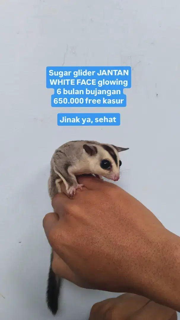 Sugar glider jantan white face sg glowing cakep