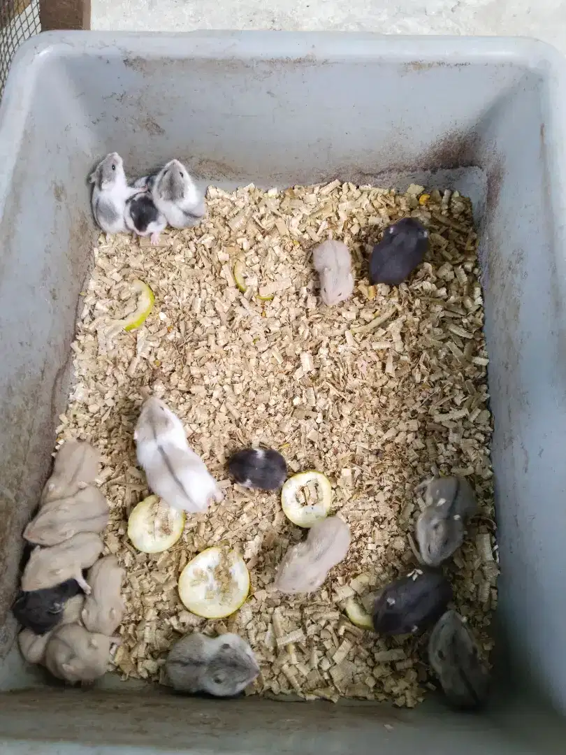 Hamster cambell jinak kandang kucing iguana rental