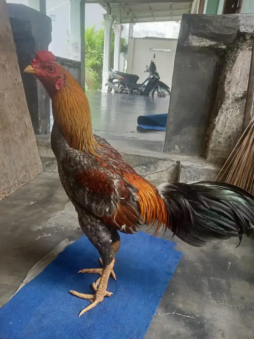 Ayam Bangkok mangon