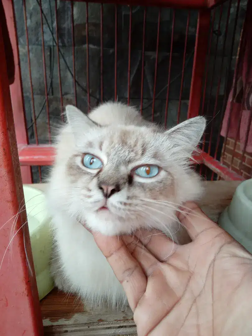 kucing Himalaya