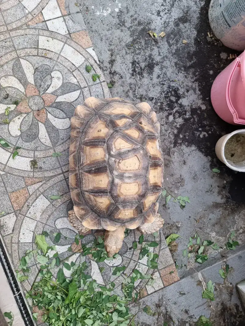 Sulcata Jantan Overscute Uk -+48 cm SCL (Siap Breeding)