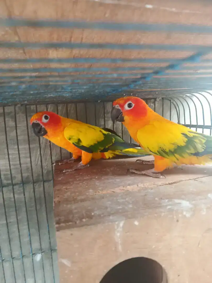 Burung Sun Conure