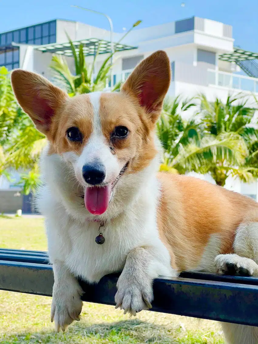 Welsh corgi betina