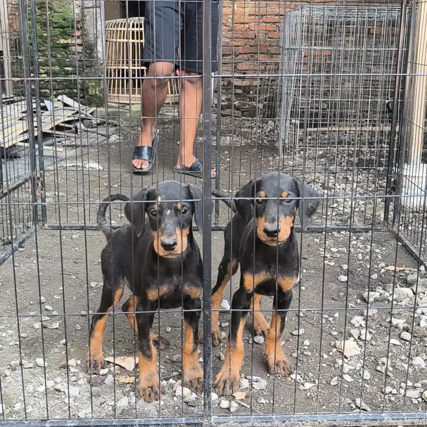 Doberman Jantan Betina Stamboom