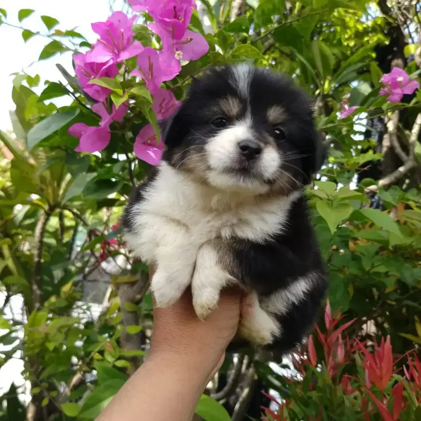 Welsh Corgi Mix Mini Pom Betin tri Colour