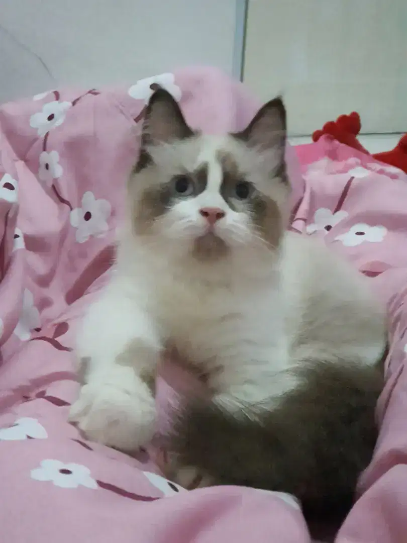 Kucing Ragdoll Jantan