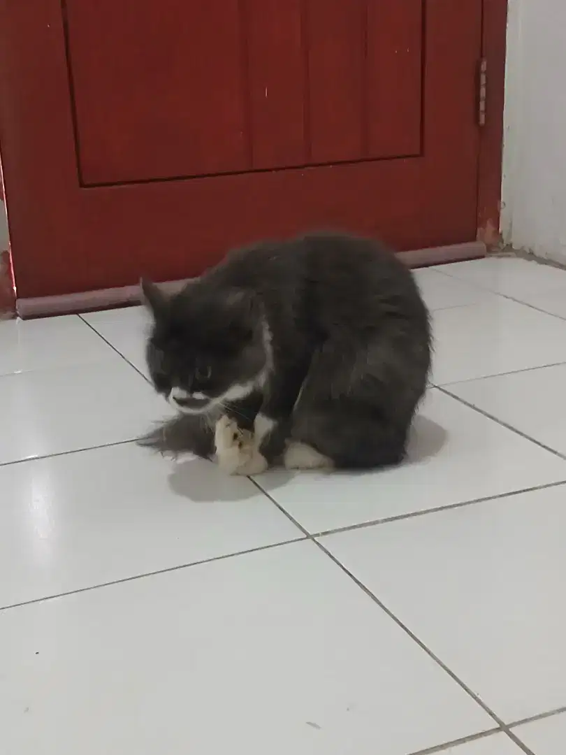 Lepas adopsi kucing betina gembul