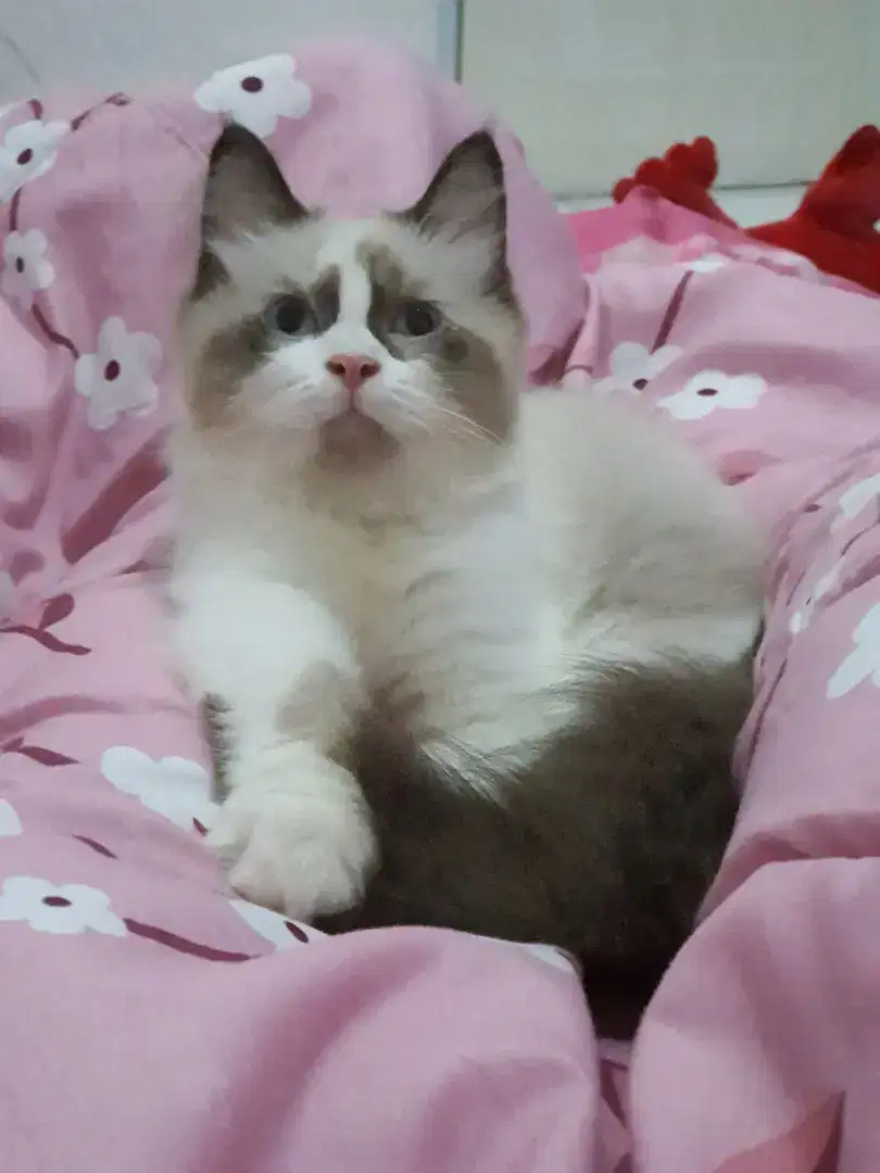 Kucing ragdoll jantan