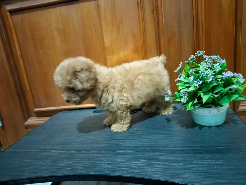 Jual Anakan Anjing Poodle