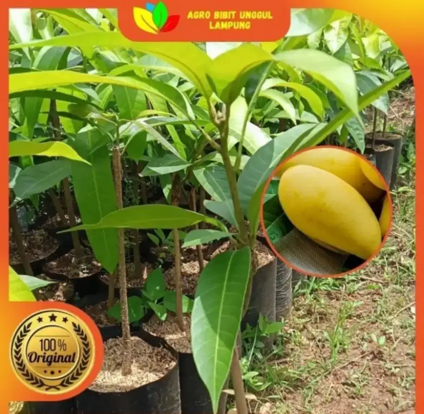 Bibit Mangga Chokanan Thailand Siap Tanam