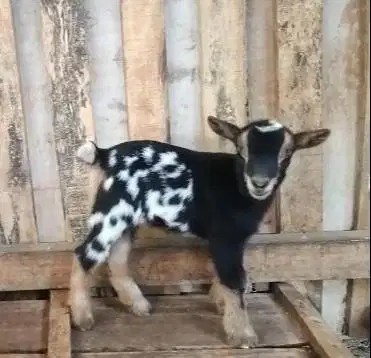 sepasang bibit anakan kambing hias pygmi 3-4 bulan ori asli full blood