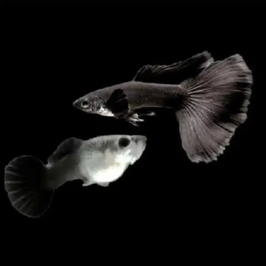 guppy black moskow