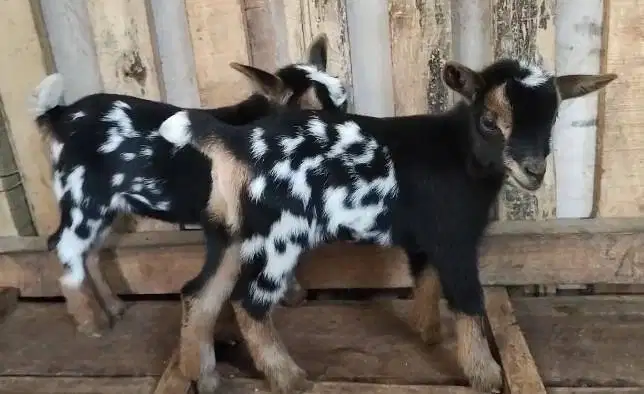 sepasang anakan kambing hias mini pygmi FB 3-4 bulanan TB 30cm-an unik