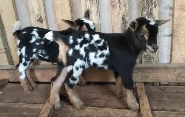 sepasang anakan kambing hias mini pygmi asli ori TB 30cm-an 3-4 bulan