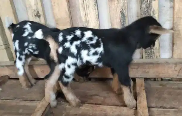 sepasang anakan kambing mini pygmi FB asli ori 3-4 bulanan TB 30cm top