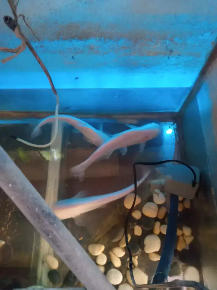 Ikan patin albino ada ekor