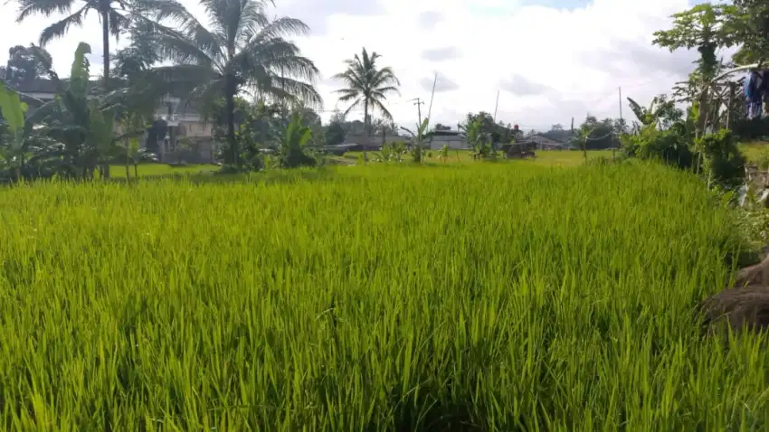 Jual Sawah Subur Siap Panen