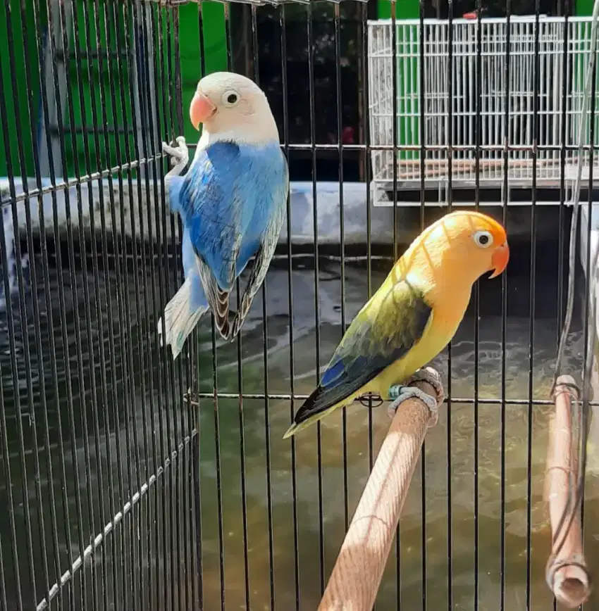 Lovebird Biola Blue Bagus