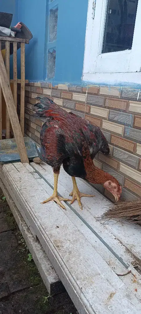 Ayam Bangkok cicalengka