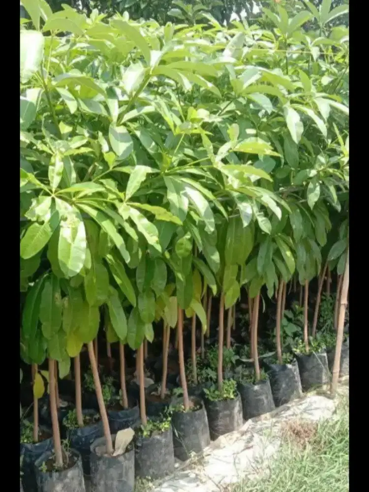 Pohon Pule u cafe resto rumah vila