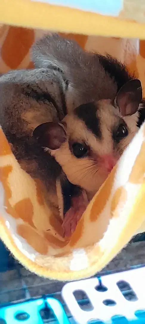 Sugar glider white face