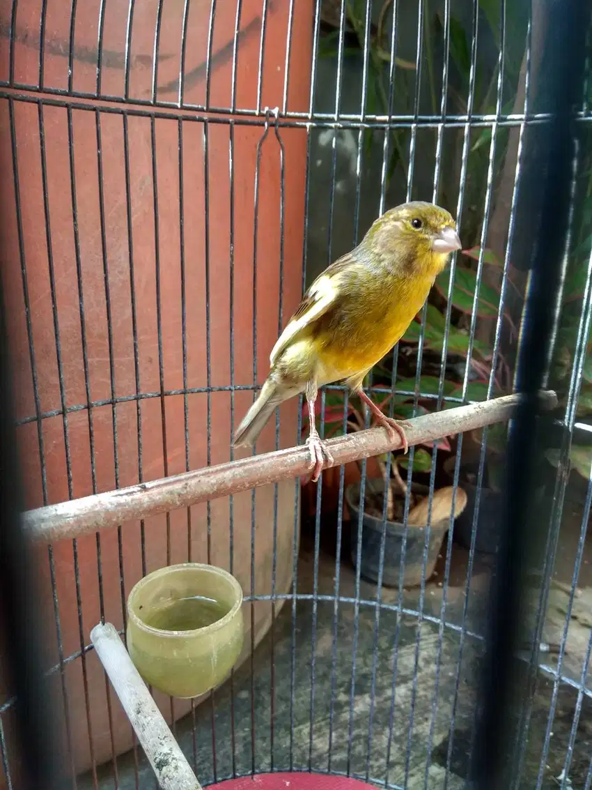 Kenari Betina Barter Lovebird