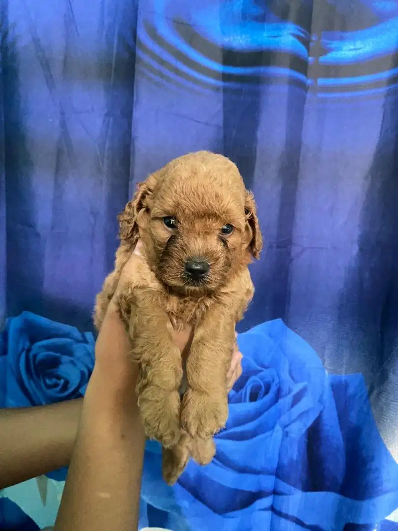 Toy poodle super cute