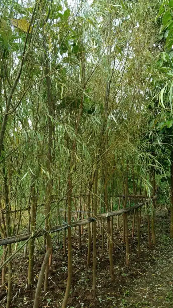 Pohon liangliu/jandamerana