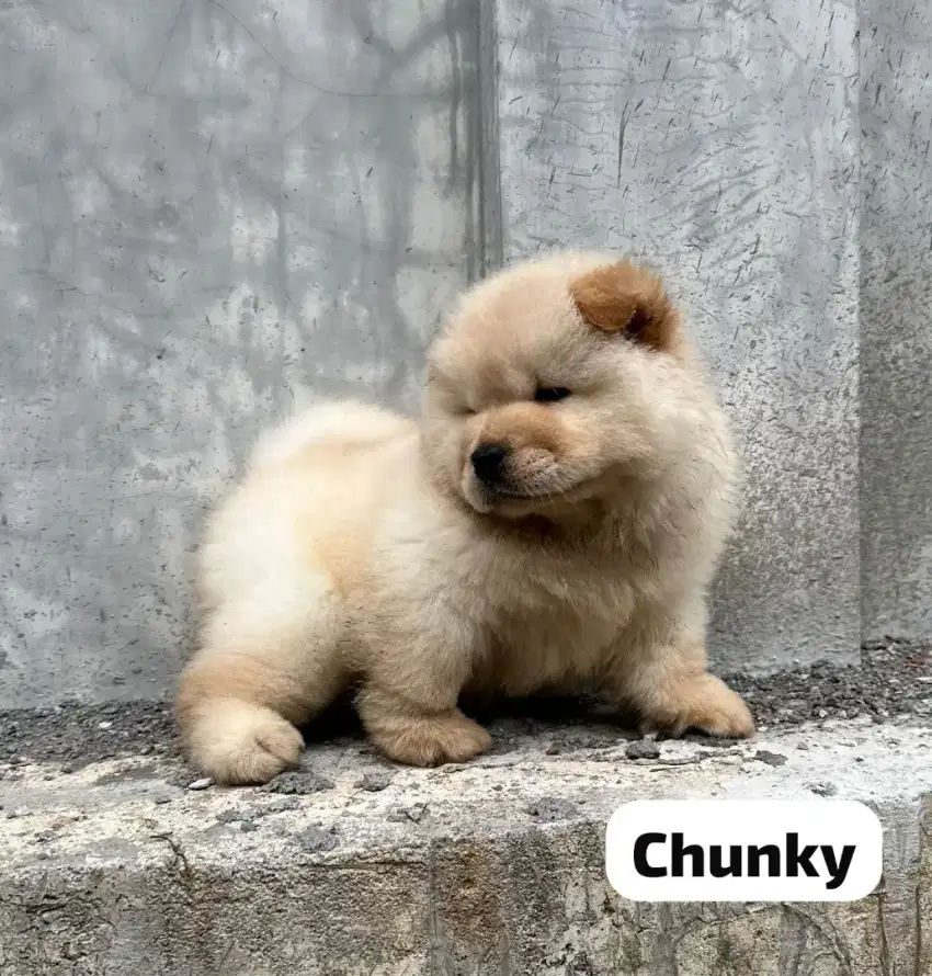 Chow chow,puppy